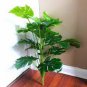 100 PCS Seeds Green Palm Turtle Leaves Monstera
