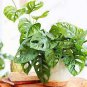 100 PCS Seeds Green Palm Turtle Leaves Monstera