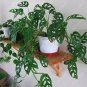 100 PCS Seeds Green Palm Turtle Leaves Monstera