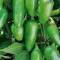 500 PCS Seeds Green Pickled Bubble Hot Chili Peppers