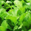 50 PCS Seeds Green Potherb Mustard Organic Chinese Sauerkraut Vegetable 50 PCS Seeds Green Potherb Mustard Organic Chinese Sauerkraut Vegetable