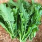 50 PCS Seeds Green Potherb Mustard Organic Chinese Sauerkraut Vegetable