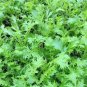 50 PCS Seeds Green Potherb Mustard Organic Chinese Sauerkraut Vegetable