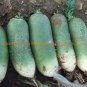 60 PCS Seeds Green Radish Seed Best Garden Plants Vegetable
