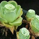 100 PCS Seeds Green Rose Garden Greenovia Flower