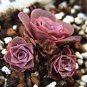 100 PCS Seeds Green Rose Garden Greenovia Flower