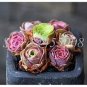 100 PCS Seeds Green Rose Garden Greenovia Flower