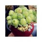 100 PCS Seeds Green Rose Garden Greenovia Flower