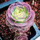 100 PCS Seeds Green Rose Garden Greenovia Flower Plant