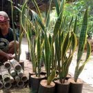 100 PCS Seeds Green Sansevieria 100 PCS Seeds Green Sansevieria