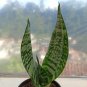 100 PCS Seeds Green Sansevieria