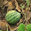 20 PCS Seeds Green Skin Red Inside Very Sweet Mini Round Watermelon Juicy Organic 20 PCS Seeds Green Skin Red Inside Very Sweet Mini Round Watermelon Juicy Organic