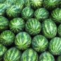 20 PCS Seeds Green Skin Red Inside Very Sweet Mini Round Watermelon Juicy Organic