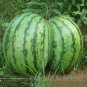 20 PCS Seeds Green Skin Red Sweet Watermelon 'Twins'