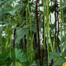25 PCS Seeds Green Soy Beans Cowpeas Vegetable 25 PCS Seeds Green Soy Beans Cowpeas Vegetable