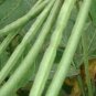 25 PCS Seeds Green Soy Beans Cowpeas Vegetable