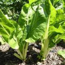 50 PCS Seeds Green Swiss Chard