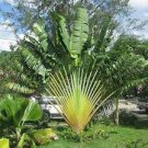 200 PCS Seeds Green Travelers Palm Flores 200 PCS Seeds Green Travelers Palm Flores