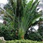 200 PCS Seeds Green Travelers Palm Flores