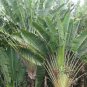 200 PCS Seeds Green Travelers Palm Flores