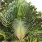 200 PCS Seeds Green Travelers Palm Flores