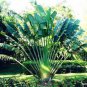 100 PCS Seeds Green Travelers Palm Flores Bonsai