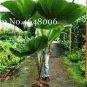 100 PCS Seeds Green Travelers Palm Flores Bonsai