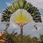 100 PCS Seeds Green Travelers Palm Flores Bonsai