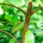 6 PCS Seeds Green Tree Cinnamon