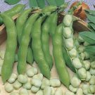 100 PCS Seeds Green White Giant Broad Bean