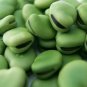 100 PCS Seeds Green White Giant Broad Bean