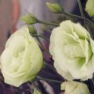 200 PCS Seeds Greenish White Eustoma Grandiflorum