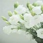 200 PCS Seeds Greenish White Eustoma Grandiflorum