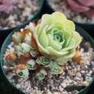 100 PCS Seeds Greenovia Flowers