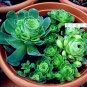 100 PCS Seeds Greenovia Flowers