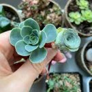 10 PCS Seeds Greenovia Guarimiar