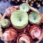 10 PCS Seeds Greenovia Guarimiar