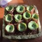 10 PCS Seeds Greenovia Guarimiar