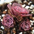 100 PCS Seeds Greenovia The Mountain Rose Red Rose Garden Greenovia Flower