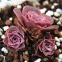 100 PCS Seeds Greenovia The Mountain Rose Red Rose Garden Greenovia Flower