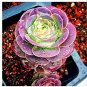 100 PCS Seeds Greenovia The Mountain Rose Red Rose Garden Greenovia Flower