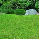100 PCS Seeds Ground Cover Green Seeds Herniaria Glabra 100 PCS Seeds Ground Cover Green Seeds Herniaria Glabra