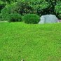 100 PCS Seeds Ground Cover Green Seeds Herniaria Glabra