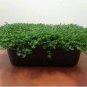 100 PCS Seeds Ground Cover Green Seeds Herniaria Glabra