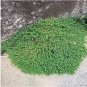 100 PCS Seeds Ground Cover Green Seeds Herniaria Glabra