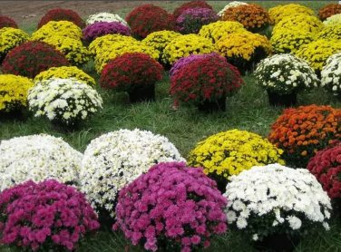 250 PCS Seeds Ground-cover Chrysanthemum