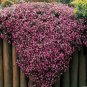 500 PCS Seeds Ground-cover Chrysanthemum (Yellow Pink Red Mixed Different Colors) Hardy