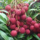 5 PCS Seeds Guangdong Sweet Lychee Litchi Fruit 5 PCS Seeds Guangdong Sweet Lychee Litchi Fruit