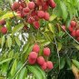 5 PCS Seeds Guangdong Sweet Lychee Litchi Fruit