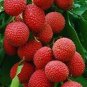 5 PCS Seeds Guangdong Sweet Lychee Litchi Fruit